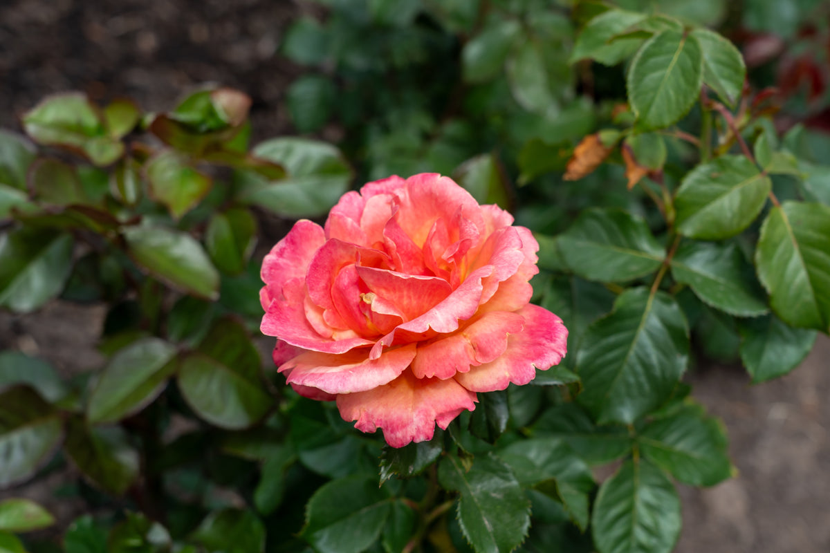 Grandiflora rose 'Anna's Promise'