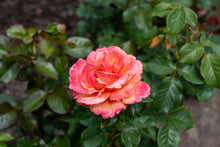 Grandiflora rose 'Anna's Promise'