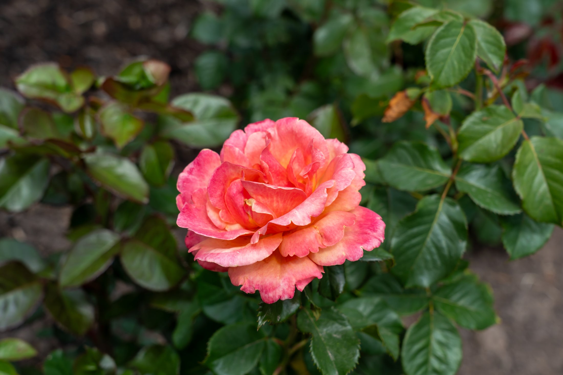 Grandiflora rose 'Anna's Promise'