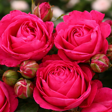 Grandiflora rose 'Cardinal Song'