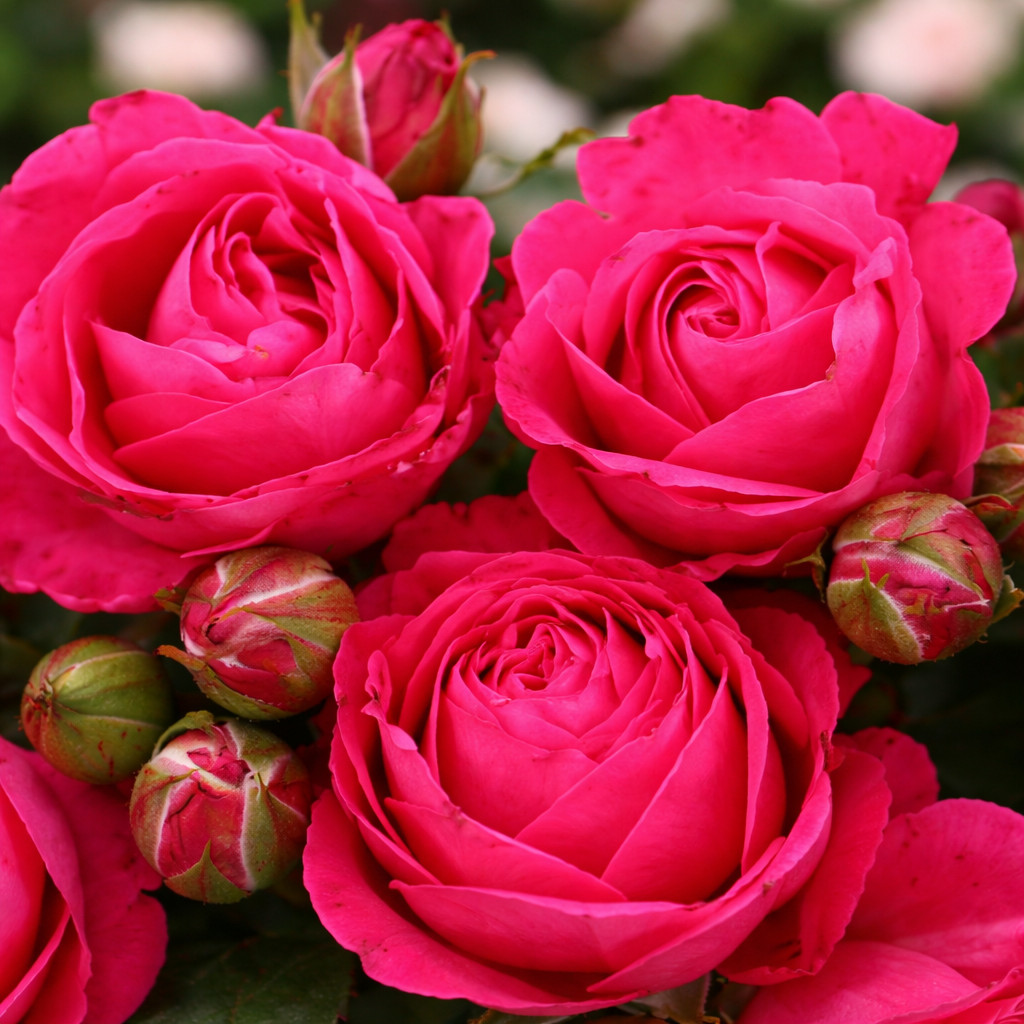 Grandiflora rose 'Cardinal Song'
