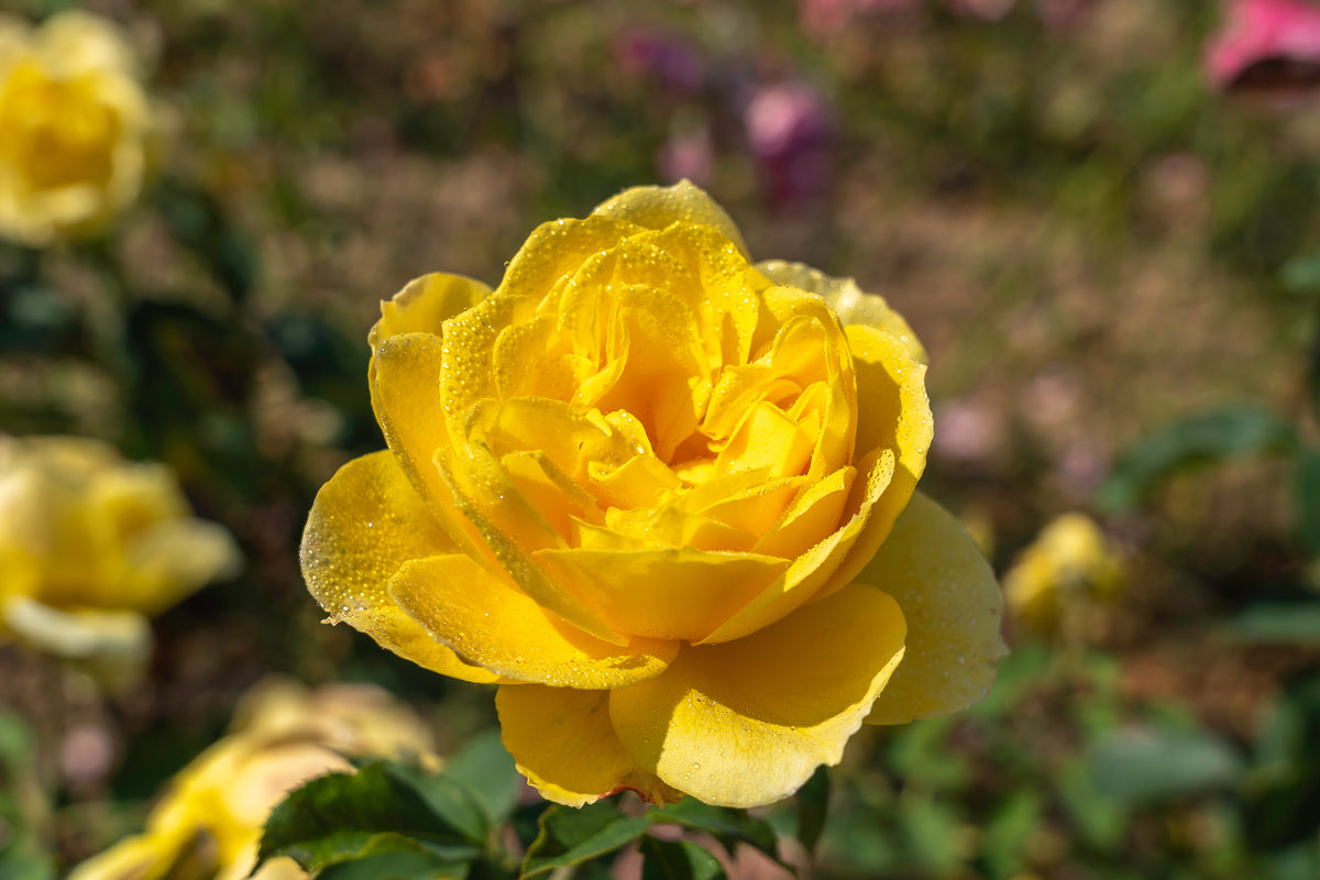 Grandiflora rose 'Ch-Ching'
