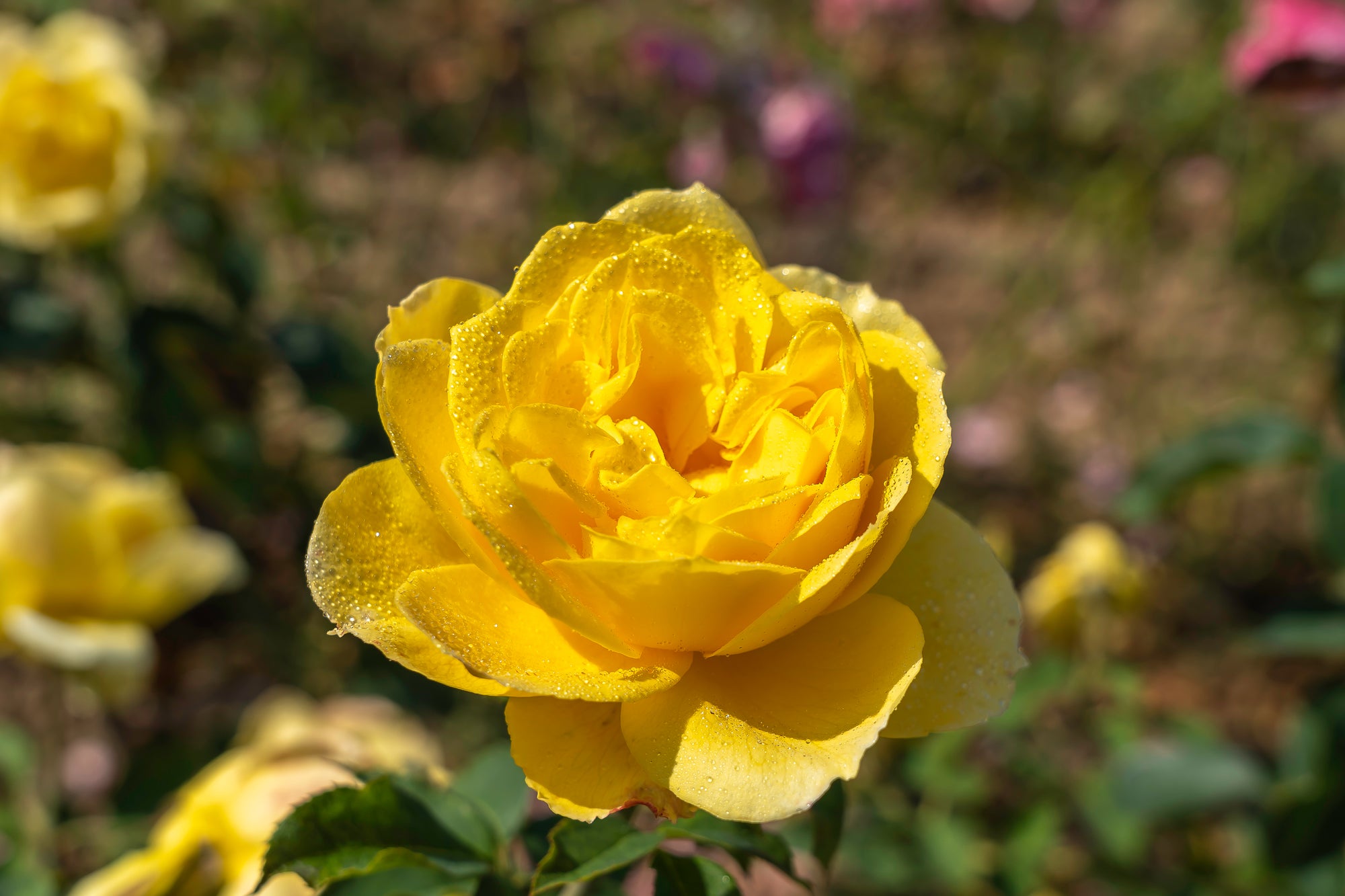 Grandiflora rose 'Ch-Ching'