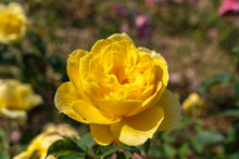 Grandiflora rose 'Ch-Ching'