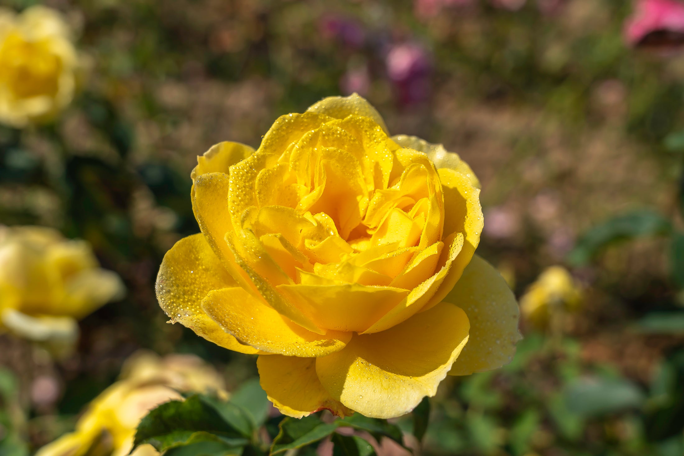 Grandiflora rose 'Ch-Ching'