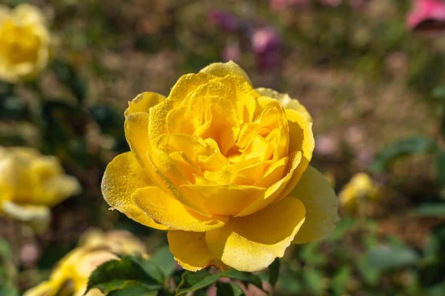 Rosier grandiflora 'Ch-Ching'