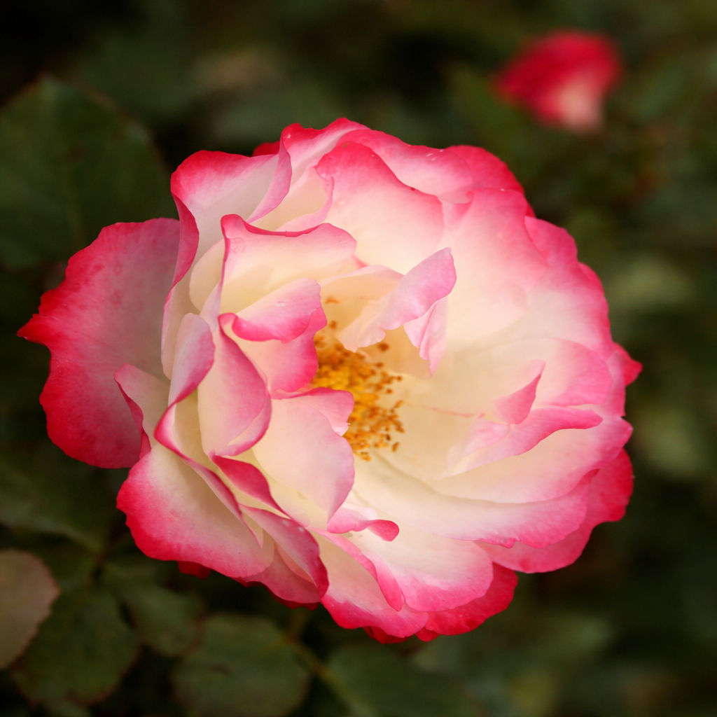 Grandiflora rose 'Delany Sisters'