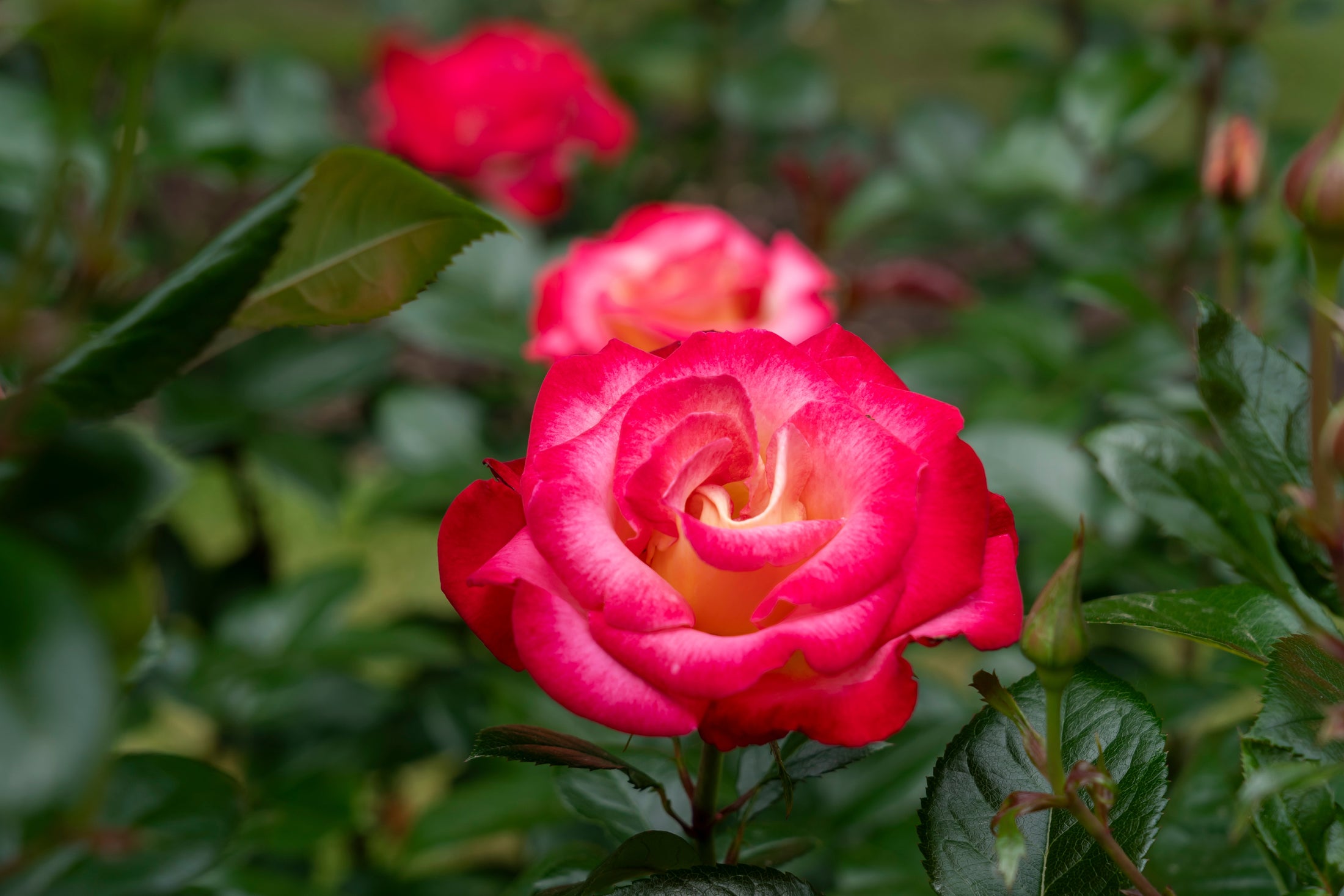 Grandiflora rose 'Dick Clark'