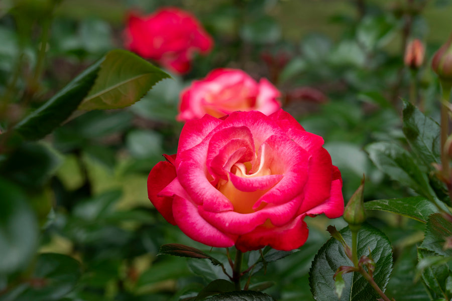 Rosier grandiflora 'Dick Clark'