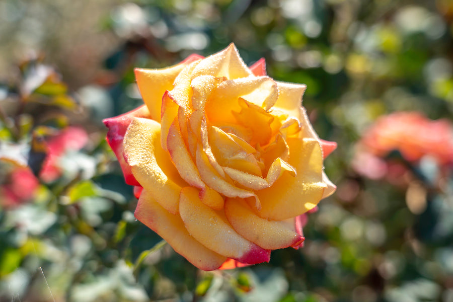 Rosier grandiflora 'Dream Come True'