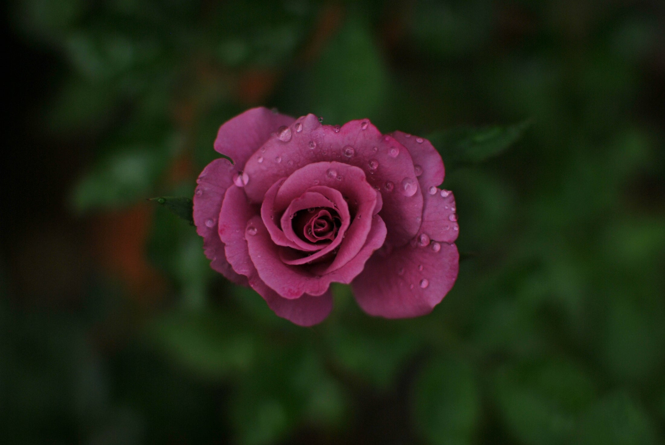 Grandiflora rose 'Fragrant Plum'