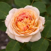 Grandiflora rose 'Fun in the Sun'