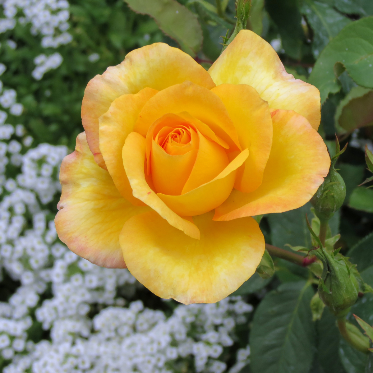Grandiflora rose 'Gold Medal'