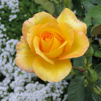 Rosier grandiflora ‘Gold Medal’ (Rosa)