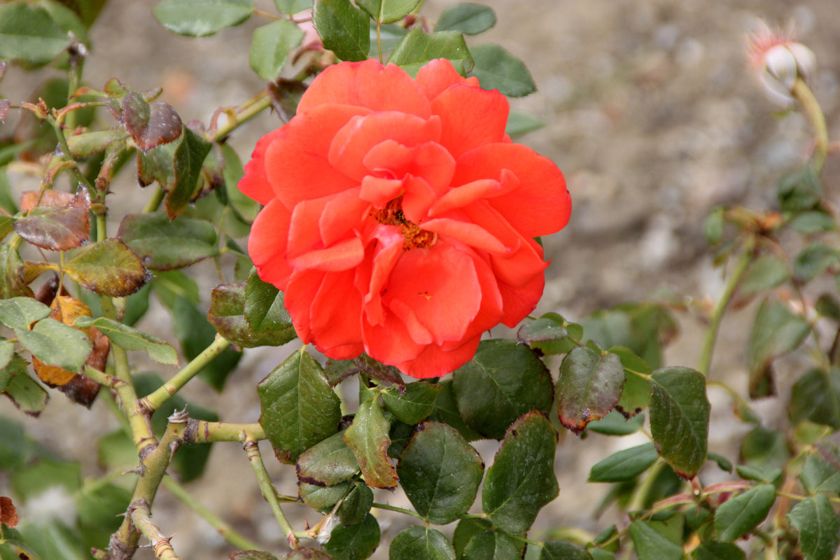 Grandiflora rose 'Lasting Peace'