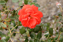 Grandiflora rose 'Lasting Peace'