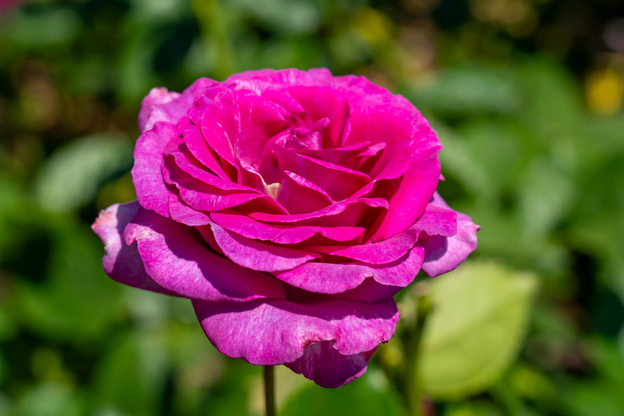 Rosier grandiflora 'Melody Parfumée'