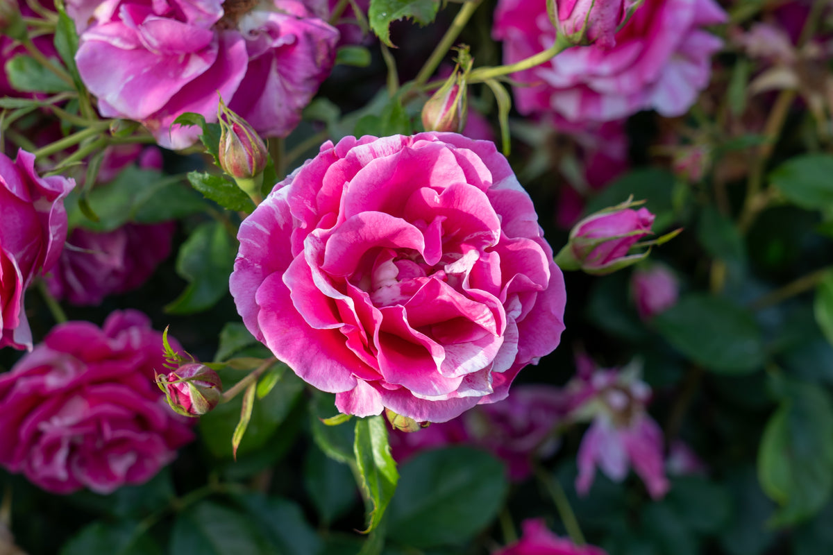 Rosier grandiflora 'Parade Day'