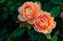 Grandiflora rose 'Peach Glory'