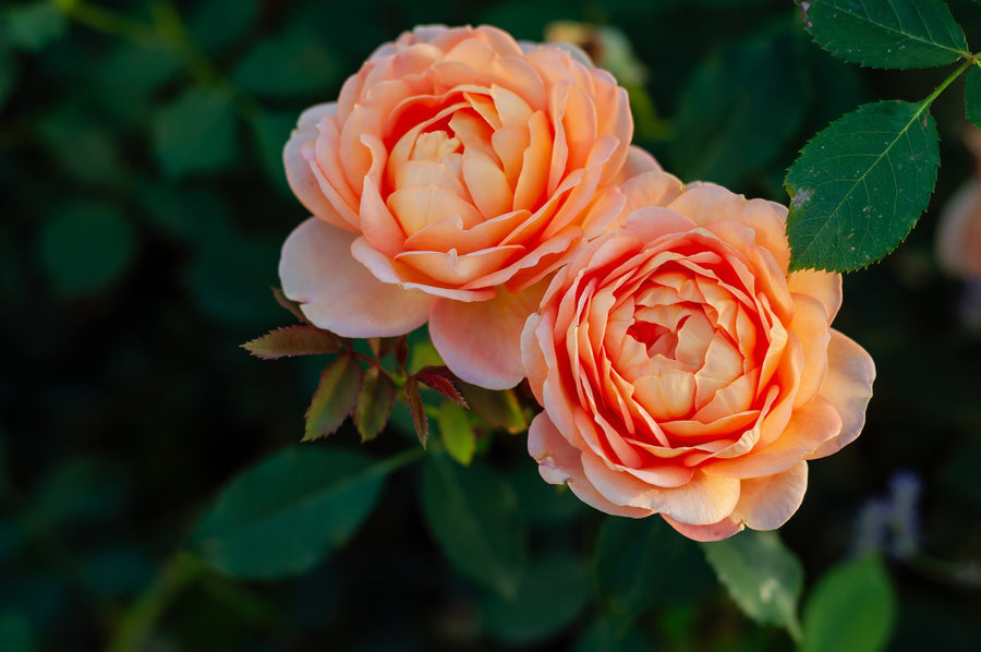 Rosier grandiflora 'Peach Glory'