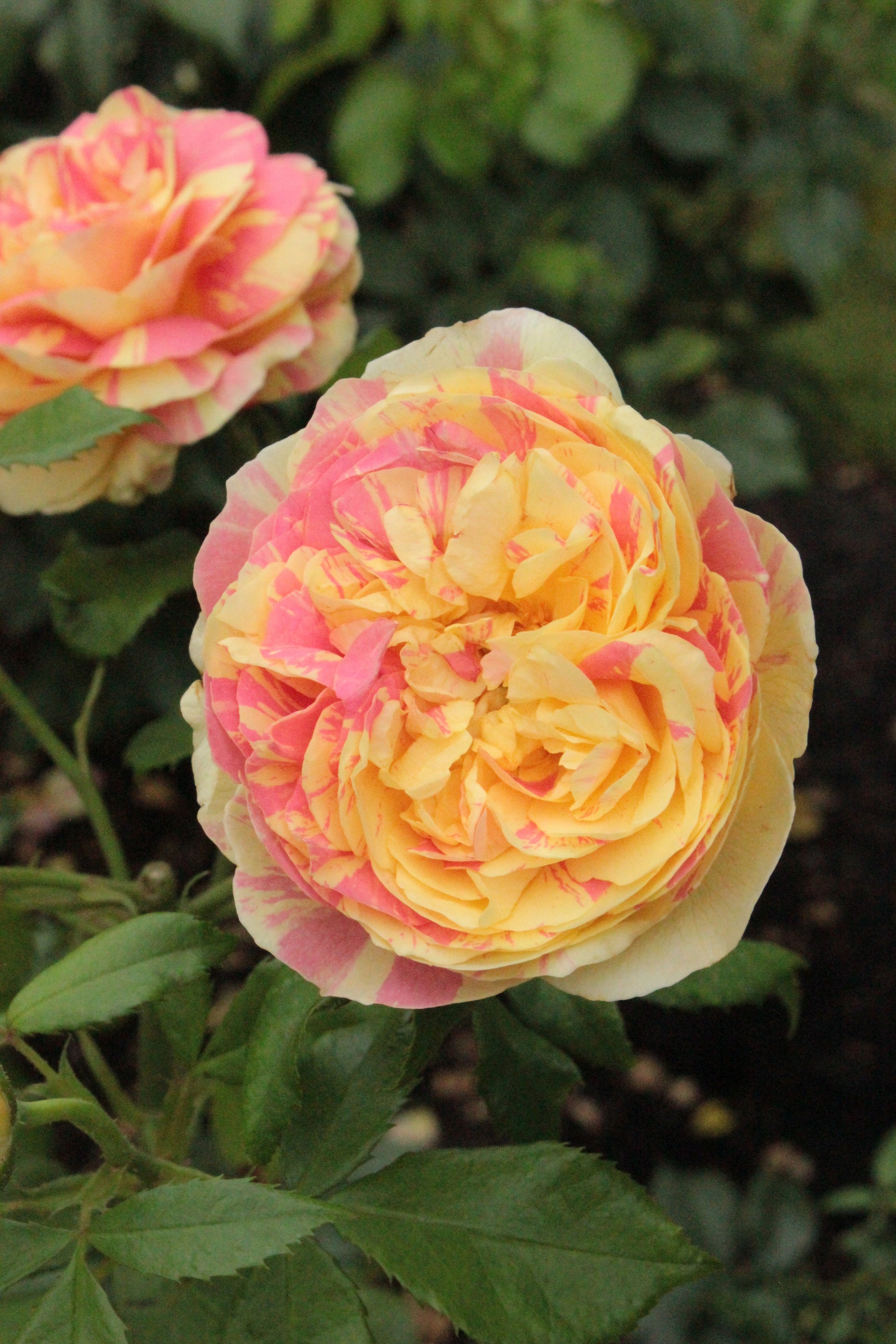 Rosier grandiflora 'Pop Art'