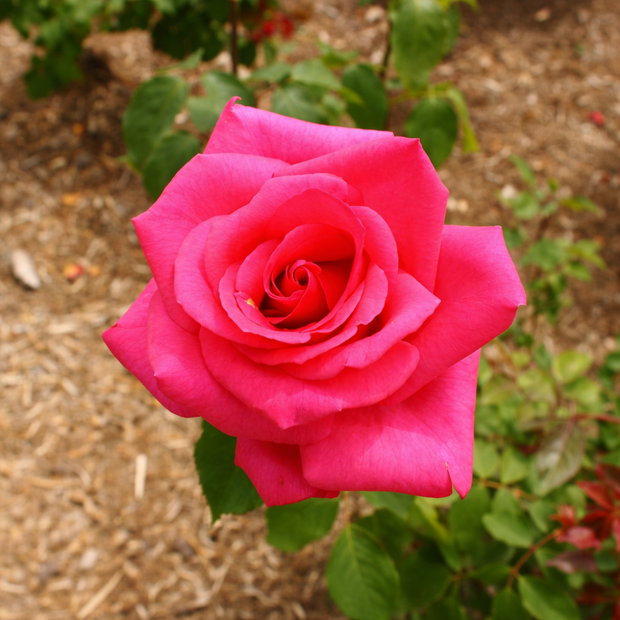 Rosier grandiflora 'Prima Donna'
