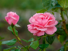 Rosier grandiflora 'Queen Elizabeth'