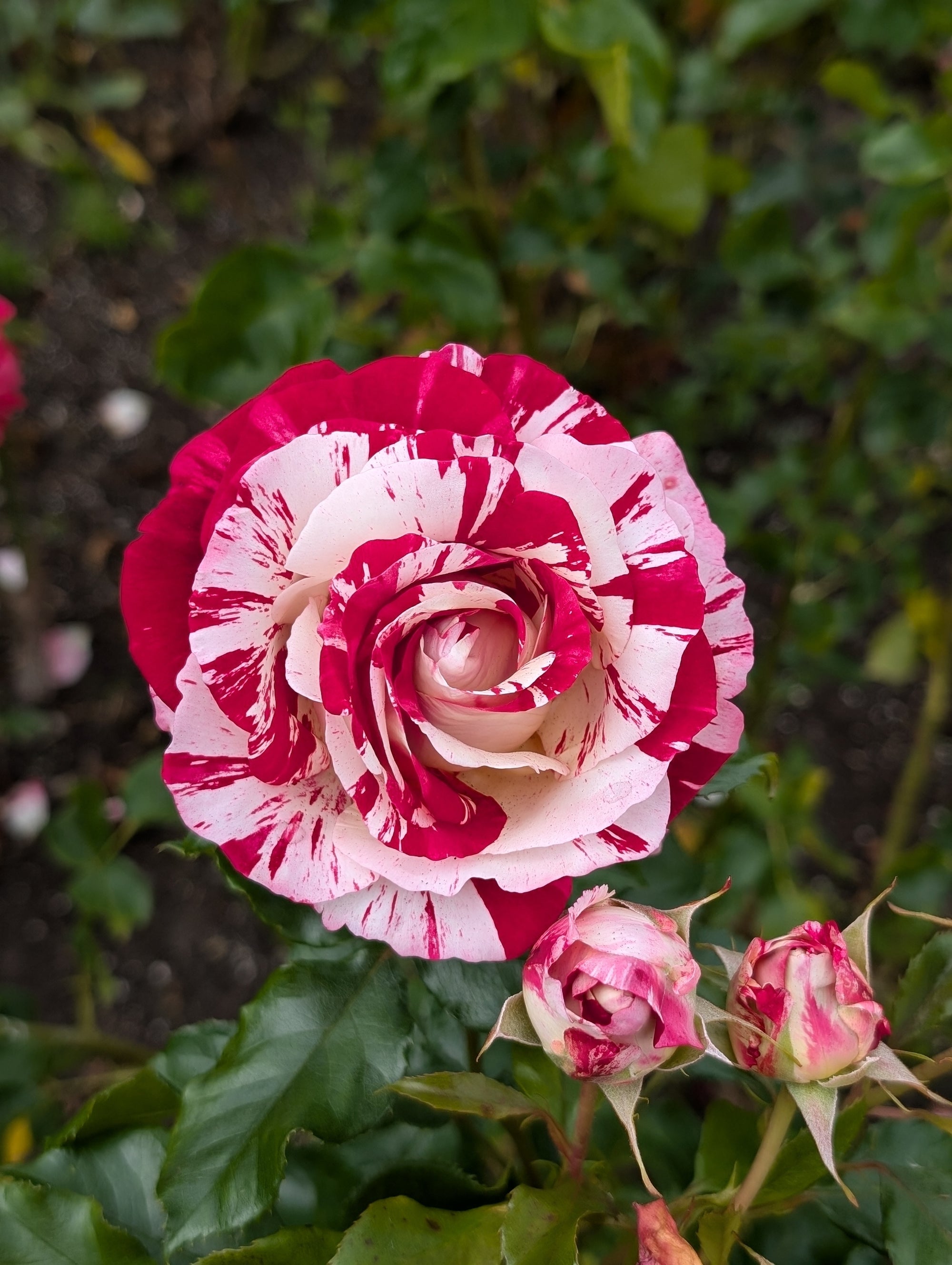 Rosier grandiflora 'Rock & Roll'