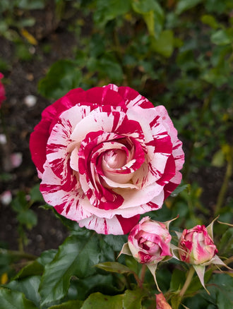 Rosier grandiflora ‘Rock & Roll’ (Rosa)