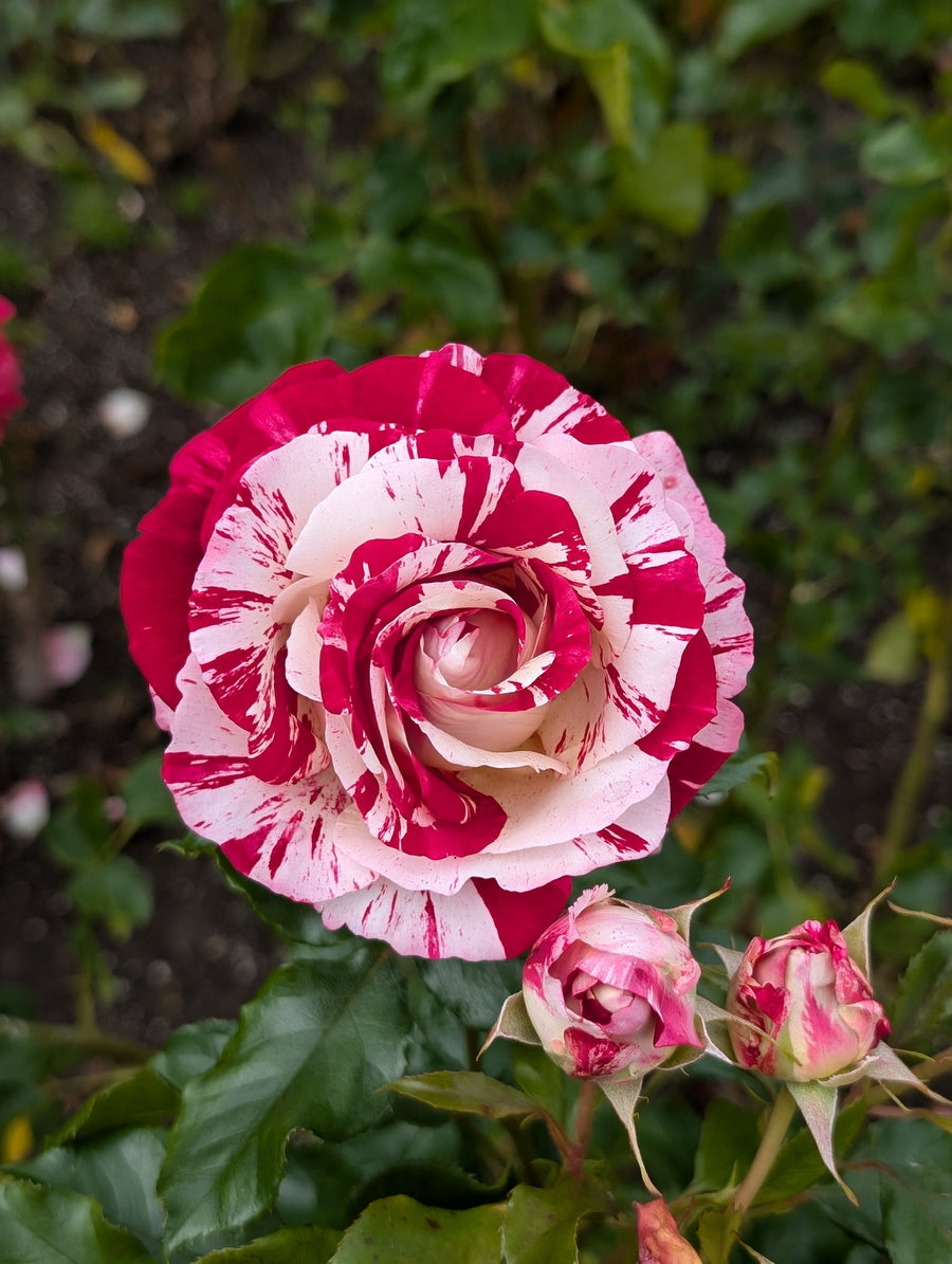 Rosier grandiflora 'Rock & Roll'