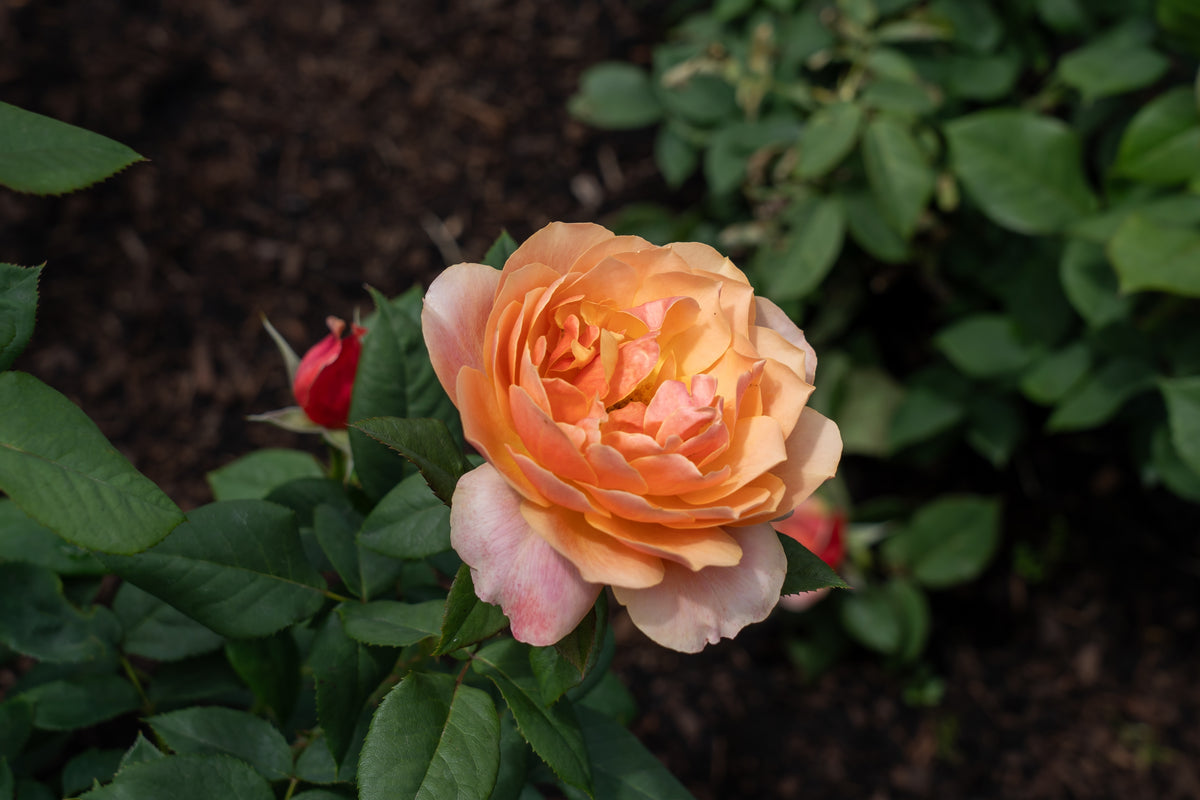Grandiflora rose 'State of Grace'
