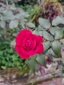 Grandiflora rose 'Sweet Spirit'