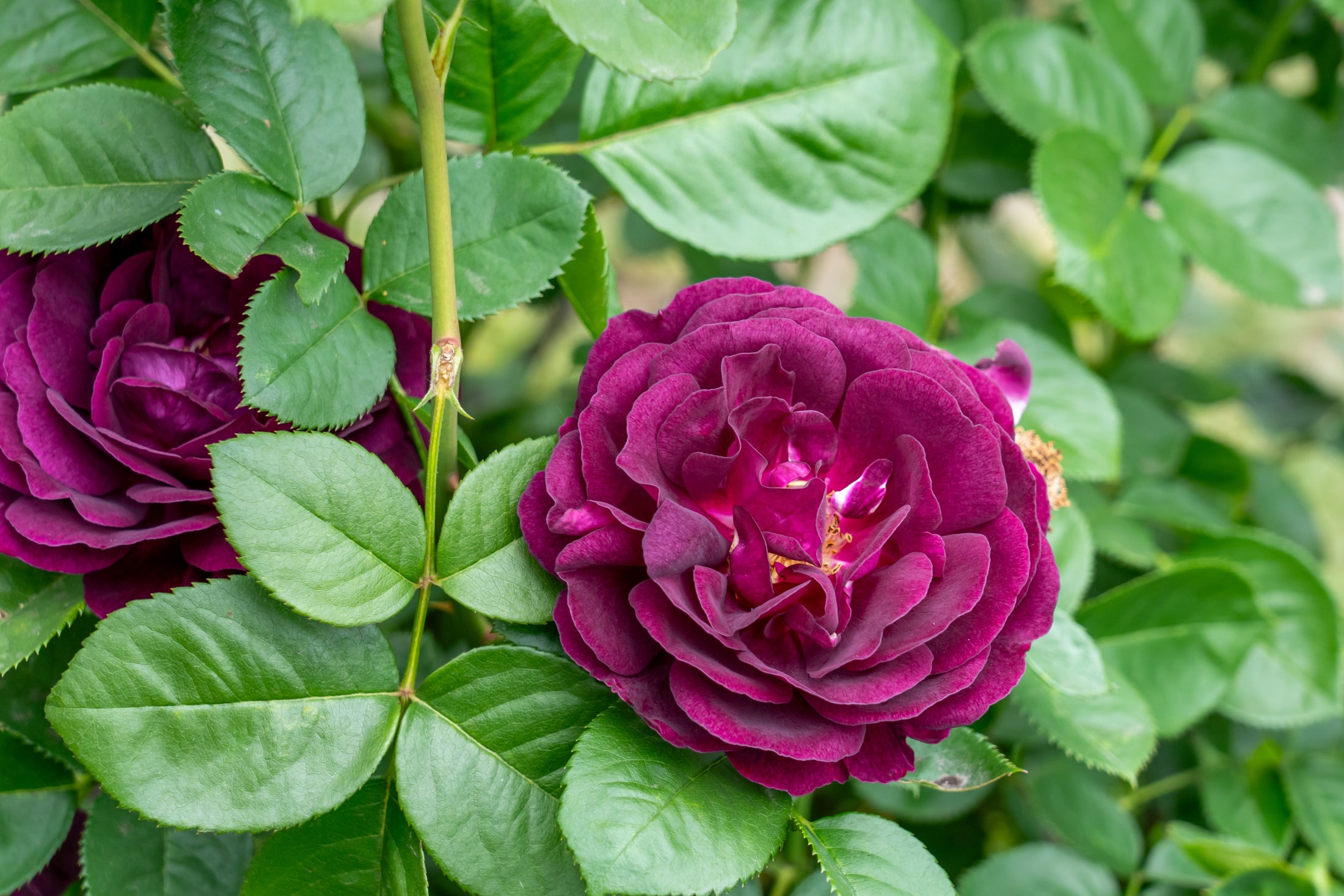 Grandiflora rose 'Twilight Zone'