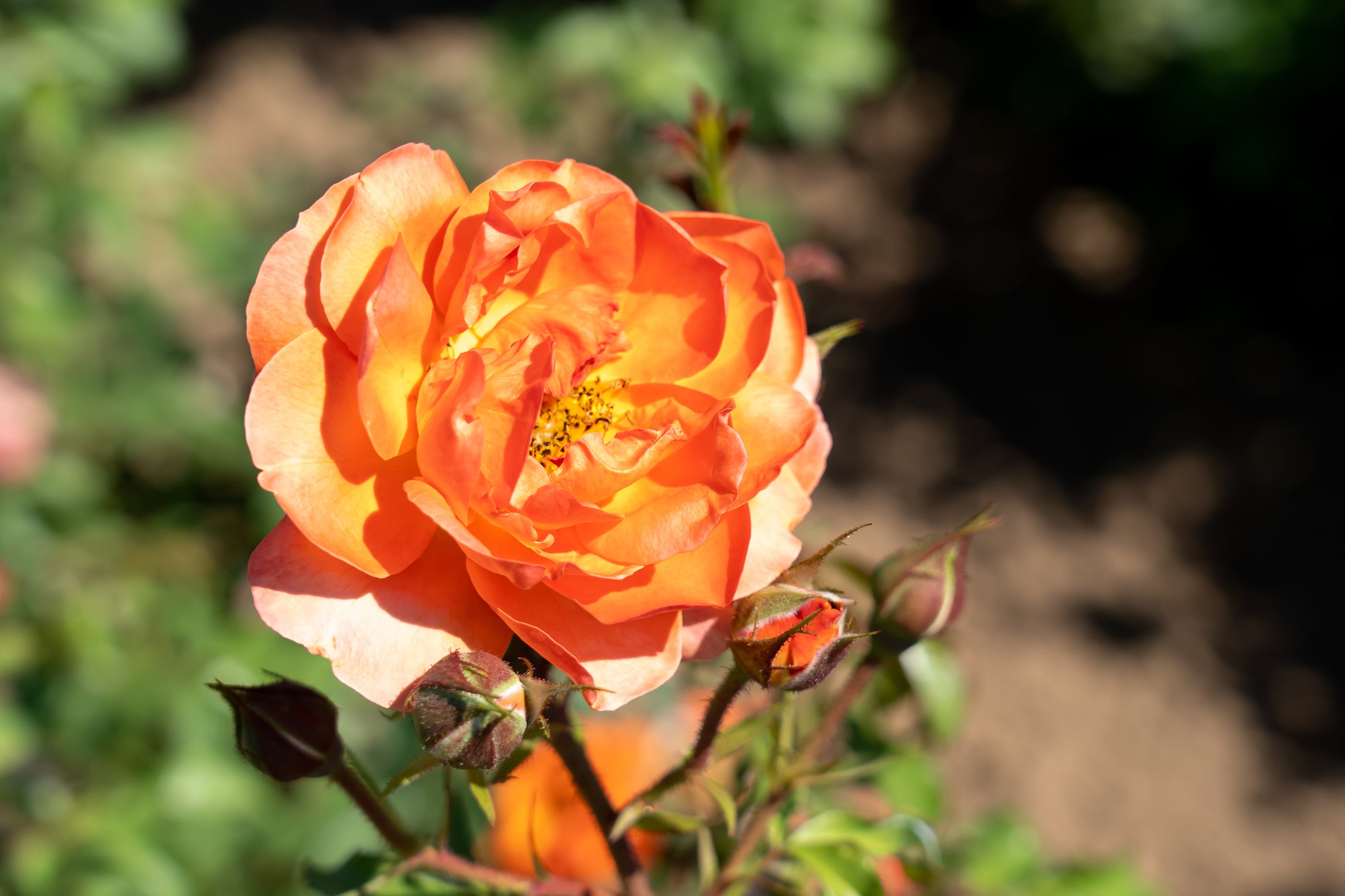 Rosier grimpant 'Above All'