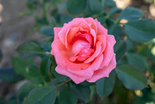 Climbing rose 'America'