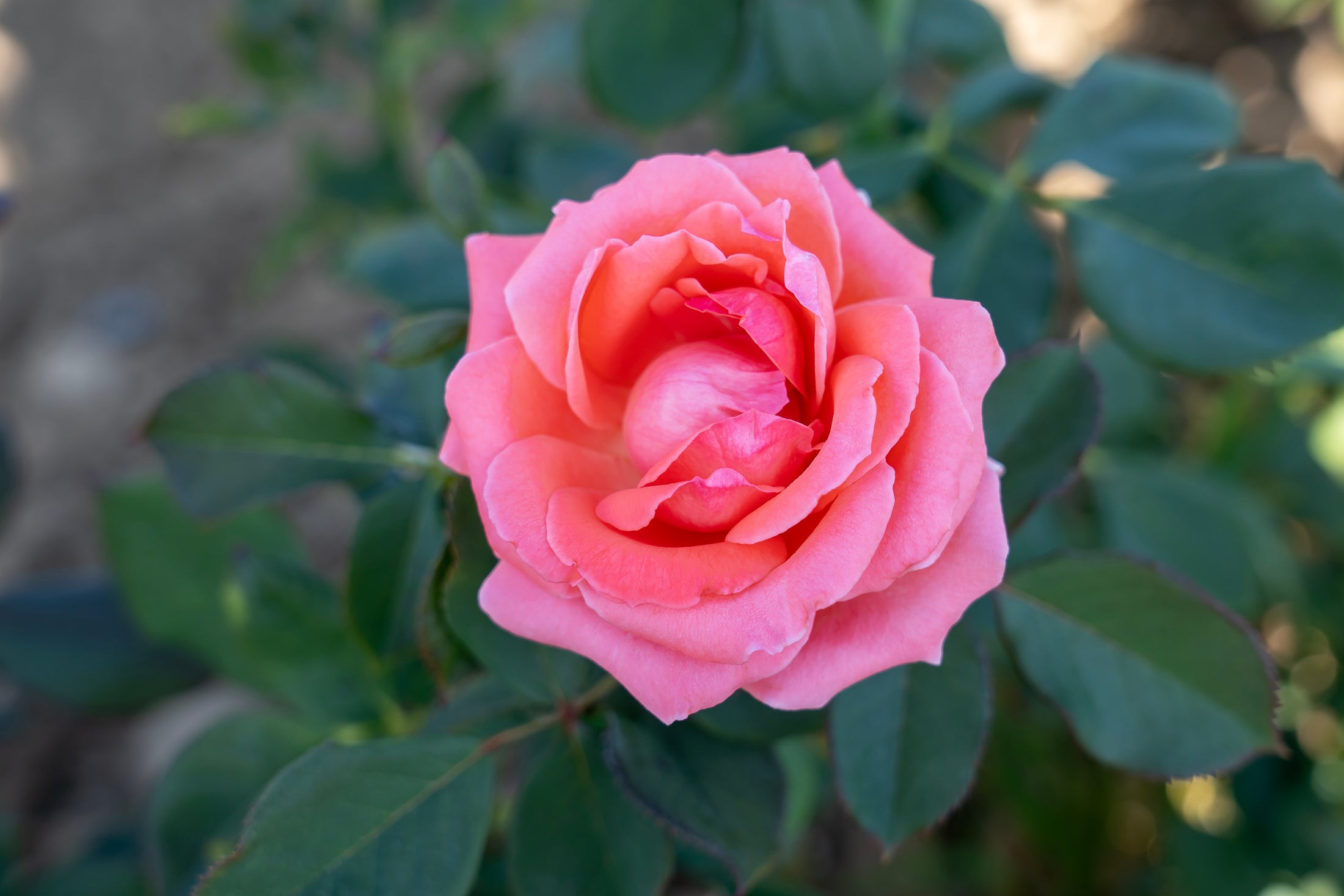 Climbing rose 'America'