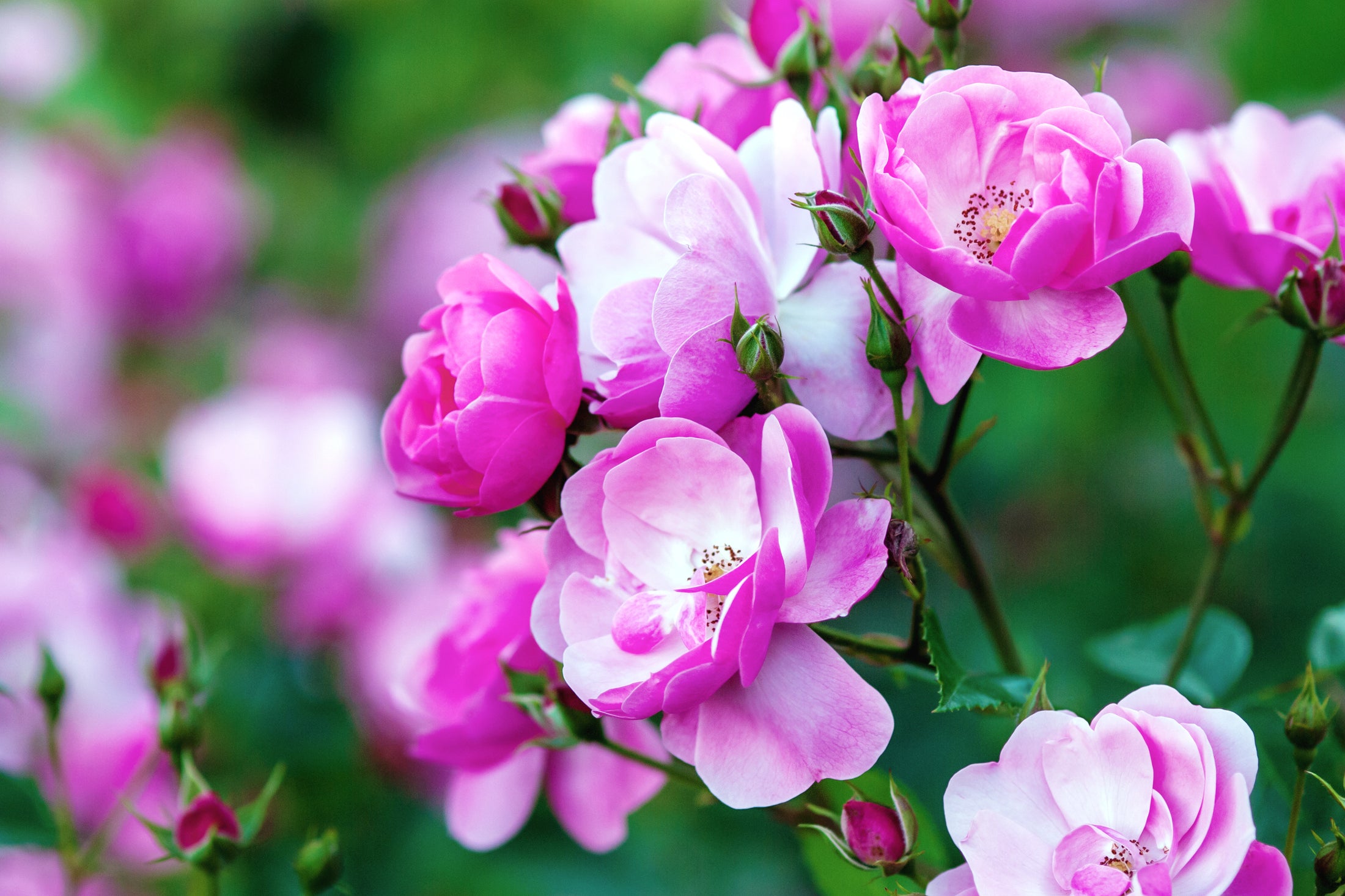 Climbing rose 'Angela'