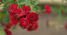 Climbing rose 'Improved Blaze'