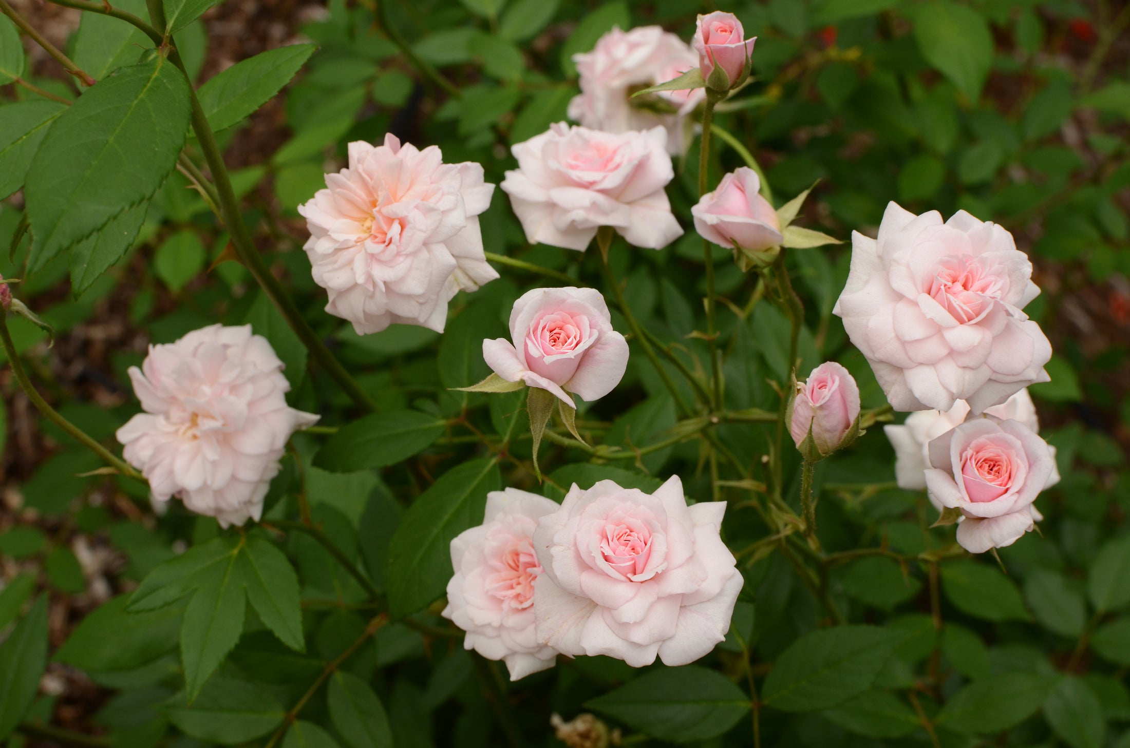 Climbing rose 'Cecile Brunner'