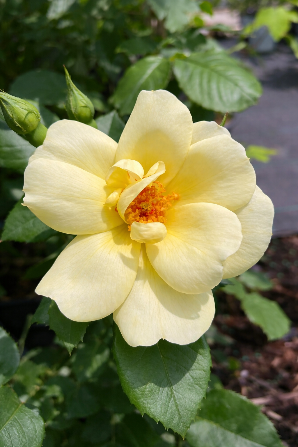 Climbing rose 'Climbing Carefree Sunshine'
