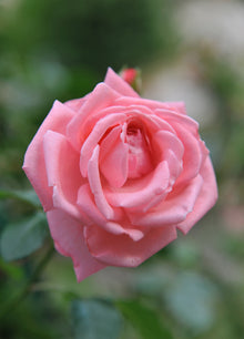 Rosier grimpant 'Coral Dawn'