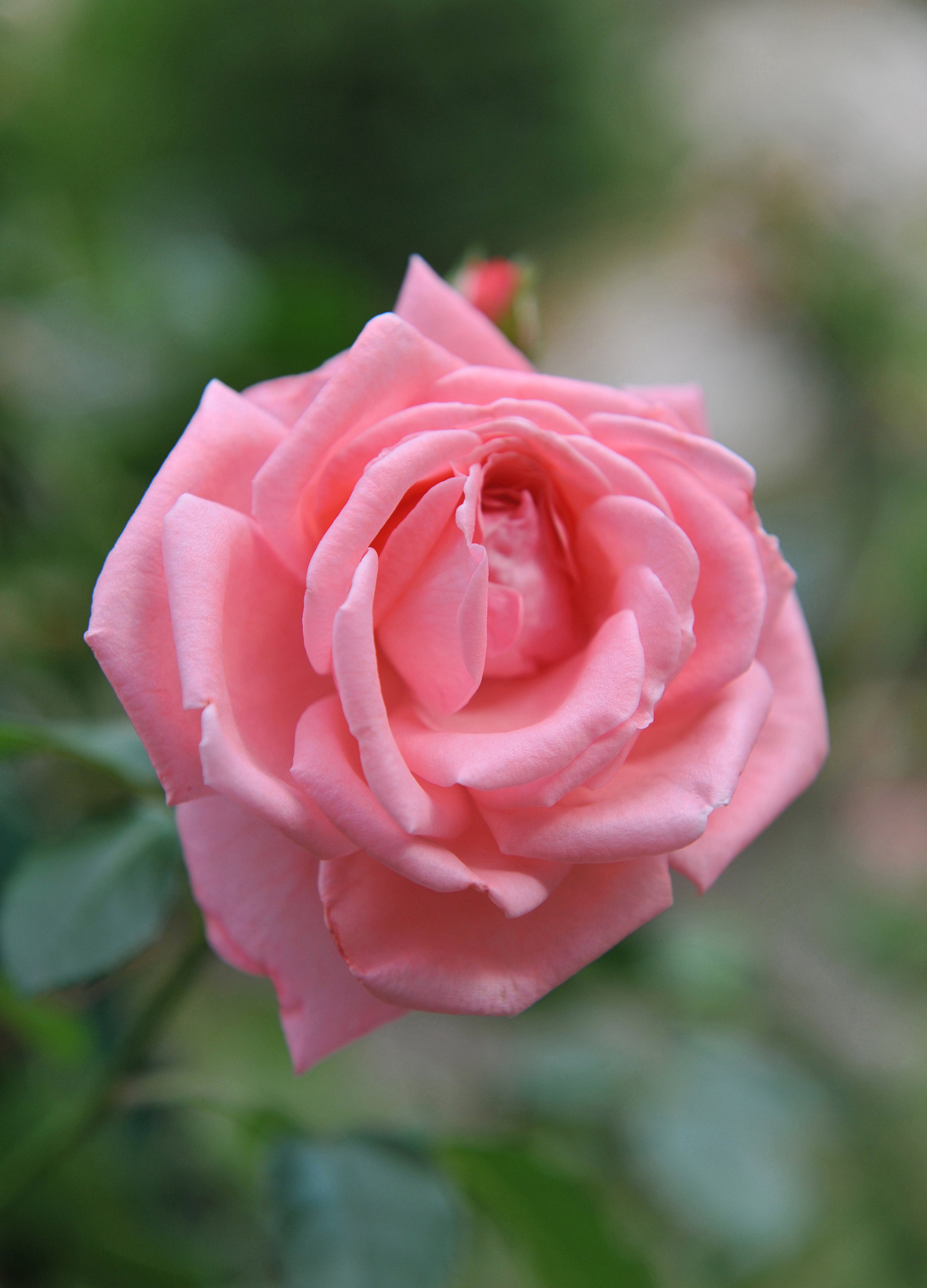 Rosier grimpant 'Coral Dawn'