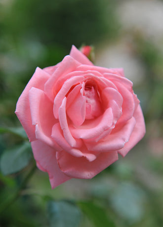 Rosier grimpant ‘Coral Dawn’ (Rosa)