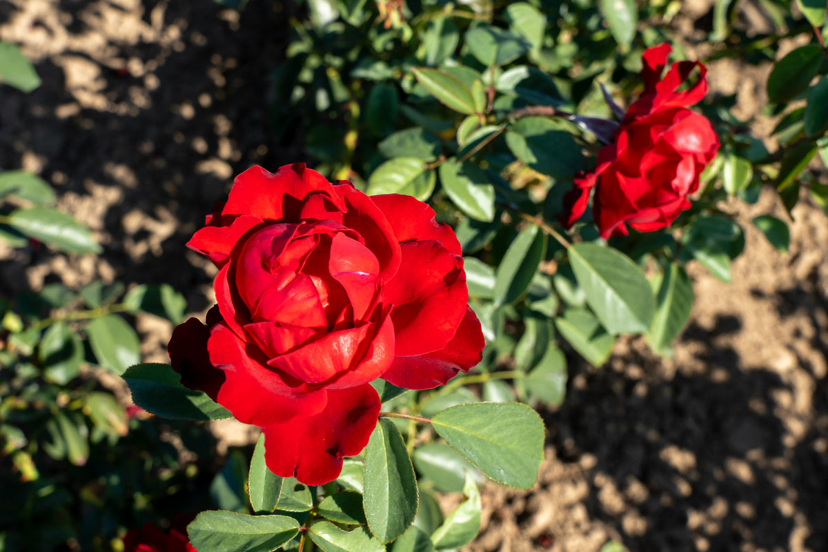 Climbing rose 'Crimson Cascade'
