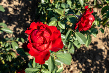 Climbing rose 'Crimson Cascade'