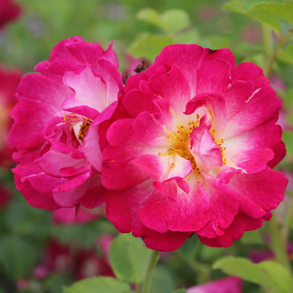 Rosier grimpant 'Cupid's Kisses'