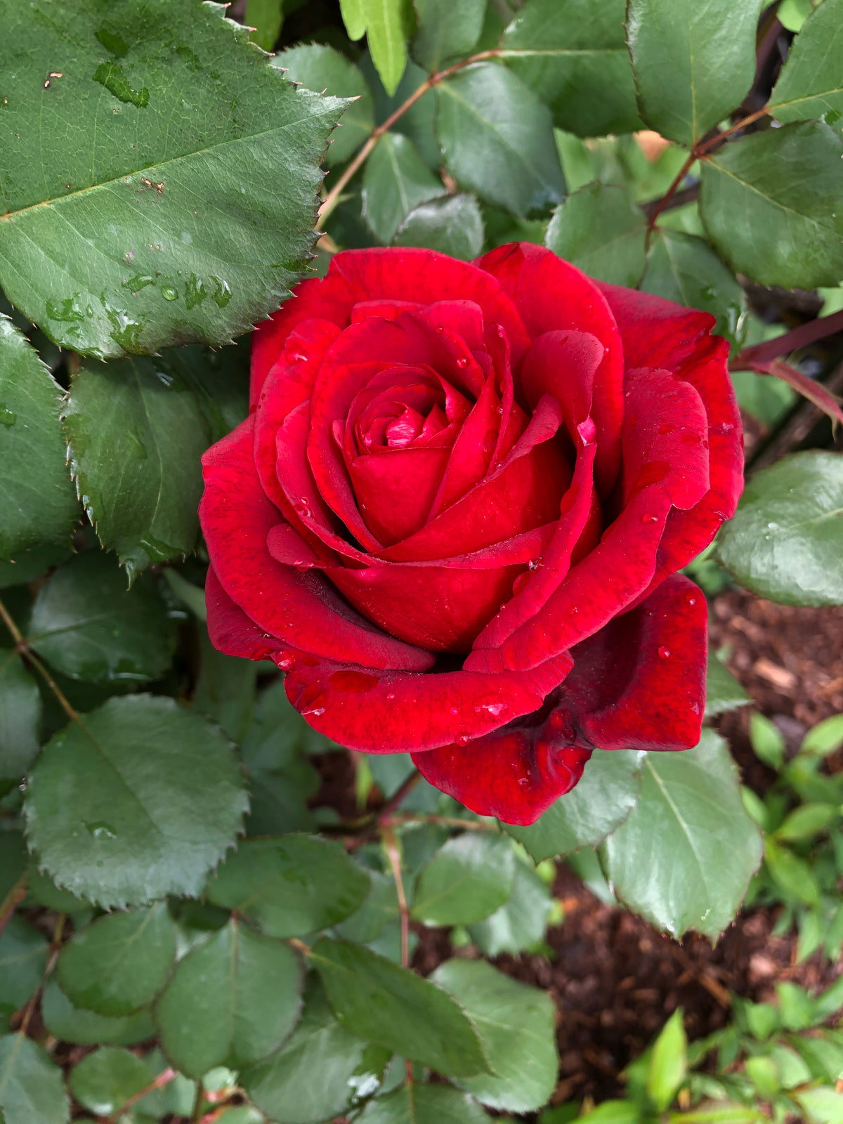 Climbing rose 'Don Juan'