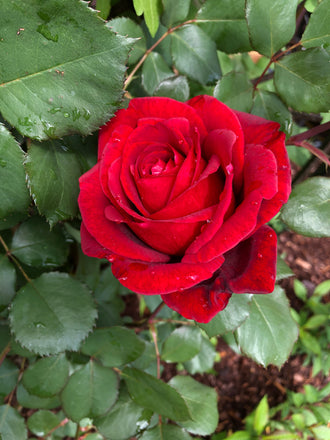 Rosier grimpant ‘Don Juan’ (Rosa)