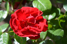 Climbing rose 'Dublin Bay'