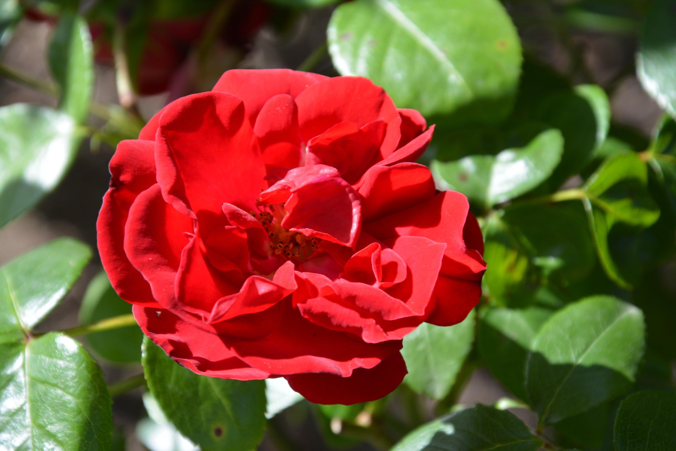 Climbing rose 'Dublin Bay'